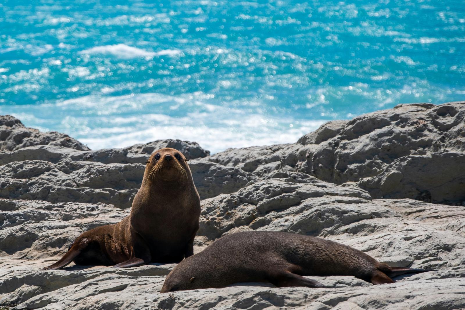 New Zealand fur seals on the rocks at Kaikōura, start of the coastal drive to Christchurch, South Island