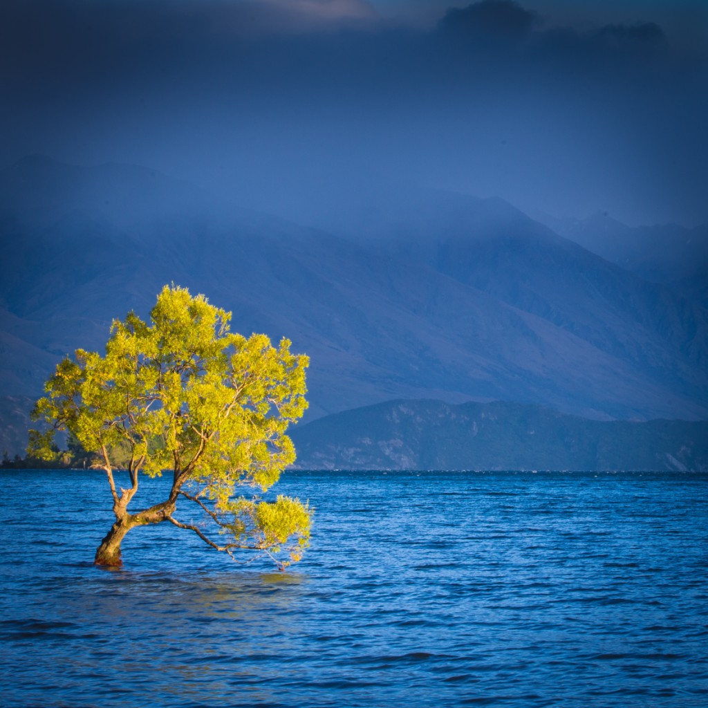 That Wanaka Tree, Lake Wanaka South Island New Zealand