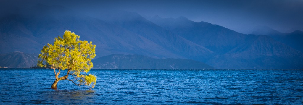 That Wanaka Tree, Lake Wanaka South Island New Zealand