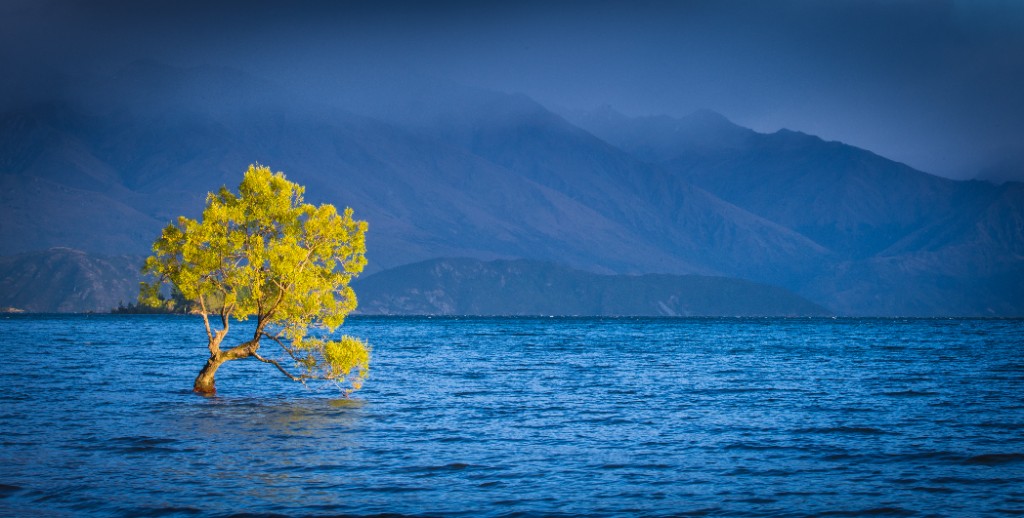 That Wanaka Tree, Lake Wanaka South Island New Zealand